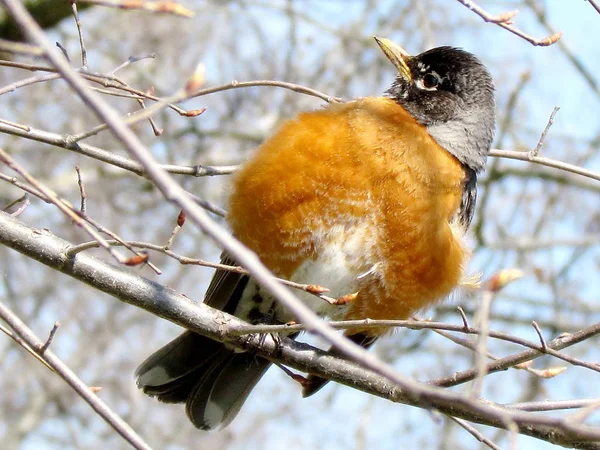 Toronto Lake American Rotkehlchen auf einem Baum 2013 — Stockfoto