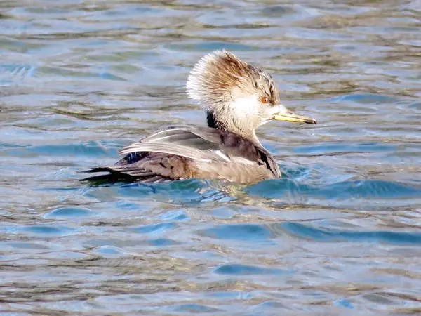 Toronto Lake la hembra con capucha Merganser natación 2017 —  Fotos de Stock