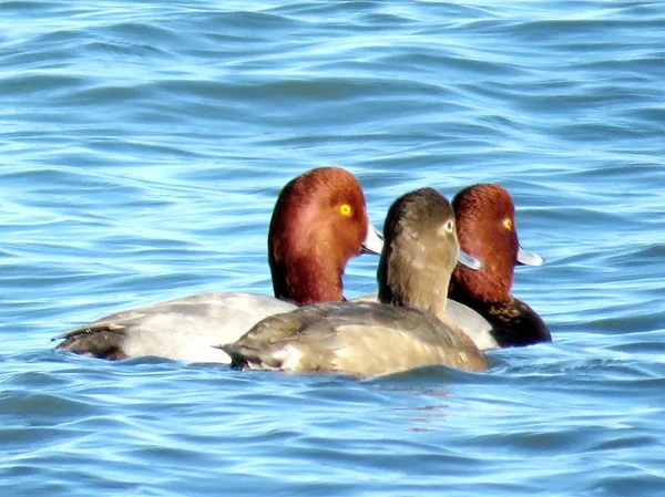 Toronto Lake Redhead ducks 2017 — Stock Photo, Image