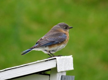 Viyana iskete kuşu 2016 