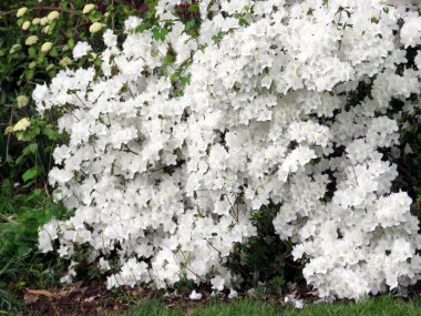 Viyana beyaz açelya 2016 