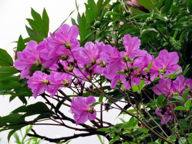  Viyana Rhododendrons 2016
