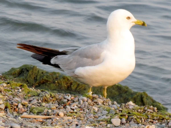 Darlington Park a gaivota em uma praia 2015 — Fotografia de Stock