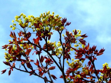 Kırmızı akçaağaç 2014 Thornhill ağaçları