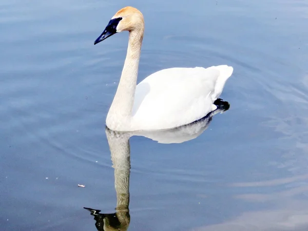 Thornhill the trumpeter Swan swimming 2016 — стоковое фото