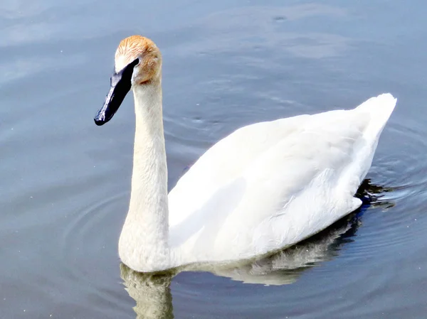 Thornhill the trumpeter Swan 2016 — стоковое фото