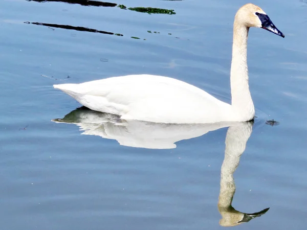 Dornhaner Trompeterschwan isoliert 2016 — Stockfoto