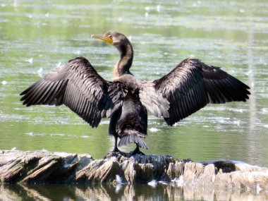 Thornhill Cormorant üzerinde gölet 2016