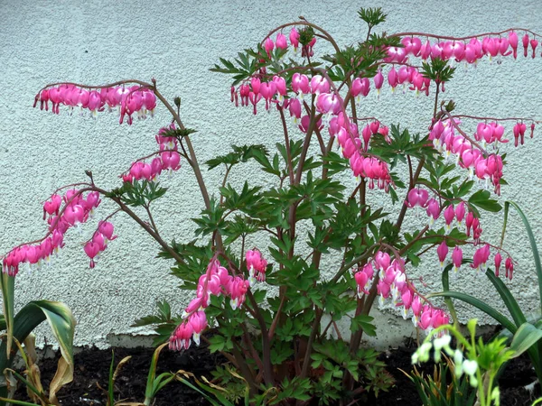 Thornhill Hollandalı pantolon çiçek 2016