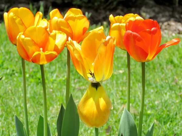 Flores de tulipa laranja Thornhill 2016 — Fotografia de Stock