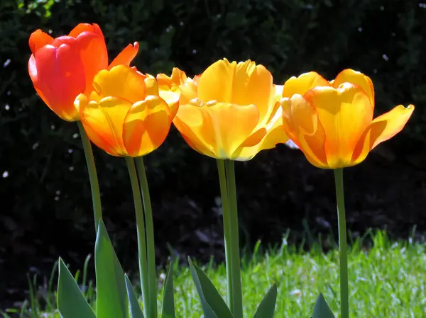 Thornhill flor de tulipa laranja 2016 — Fotografia de Stock