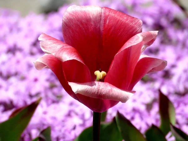 Thornhill flor tulipa vermelha 2016 — Fotografia de Stock