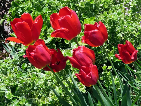 Thornhill kırmızı lale çiçek 2016