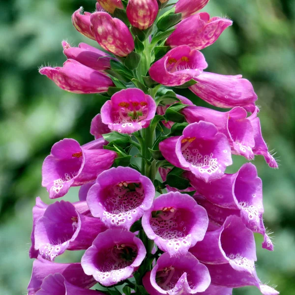 Flor de Toronto High Park Foxglove 2016 — Fotografia de Stock