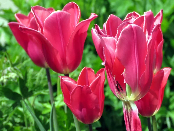 Toronto High Park fleurs de tulipes rouges 2016 — Photo