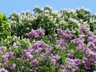 Toronto yüksek Park leylak çalılar 2016
