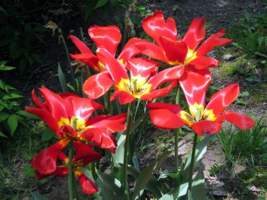 2016 Toronto yüksek Park kırmızı lale çiçekler