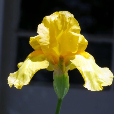 Toronto yüksek Park sarı Glayöl çiçek 2016