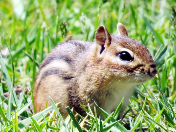 Toronto Hochpark Streifenhörnchen Mai 2016 — Stockfoto