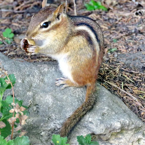 Toronto High Park chipmunk maj 2016 — Zdjęcie stockowe