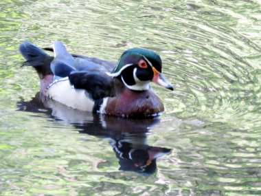  Toronto High Park Carolina ördek 2016