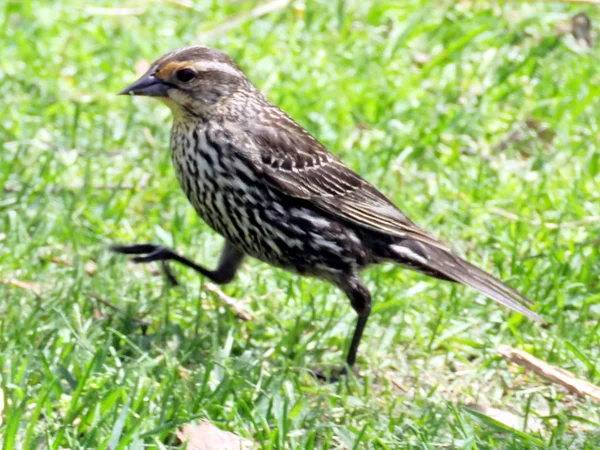  Toronto High Park Kadın Kırmızı kanatlı Blackbird yürüyüş 2016