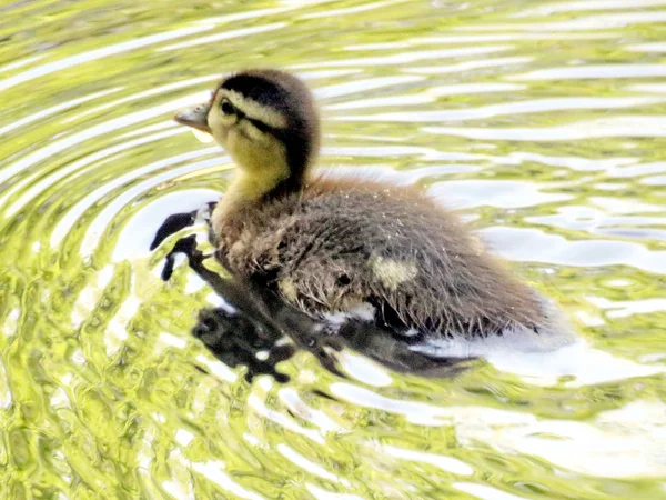 Toronto High Park chick of Carolina duck 2016 — Stock Photo, Image