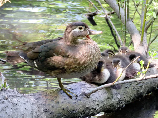 Toronto High Park Carolina duck and ducklings 2016 — Stock Photo, Image