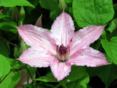 Toronto Gölü akasma çiçek 2016