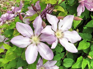 Toronto Gölü akasma çiçek 2016