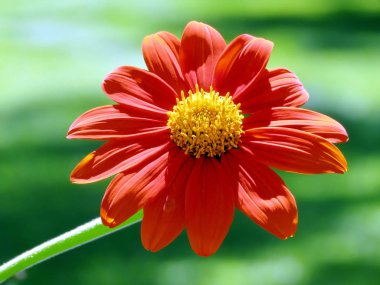 Toronto Gölü Meksika ayçiçeği 2016