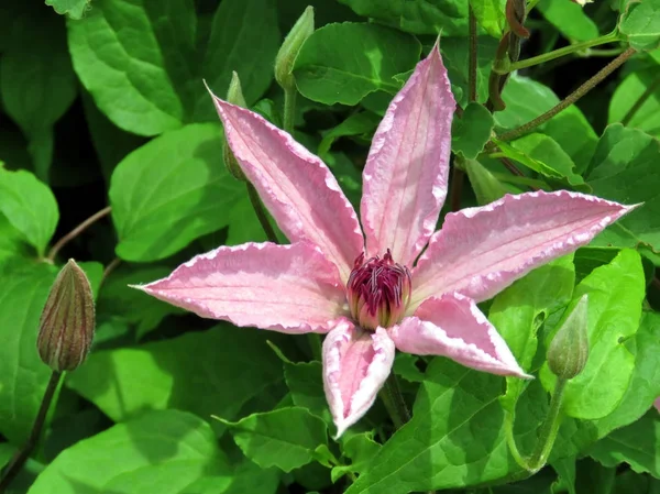 Jezioro Toronto pihk Clematis kwiat 2016 — Zdjęcie stockowe