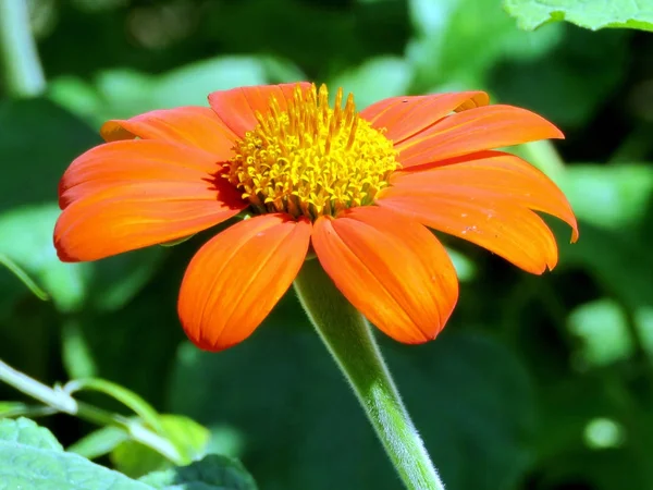 Toronto Lake Mexican Girasole isolato 2016 — Foto Stock