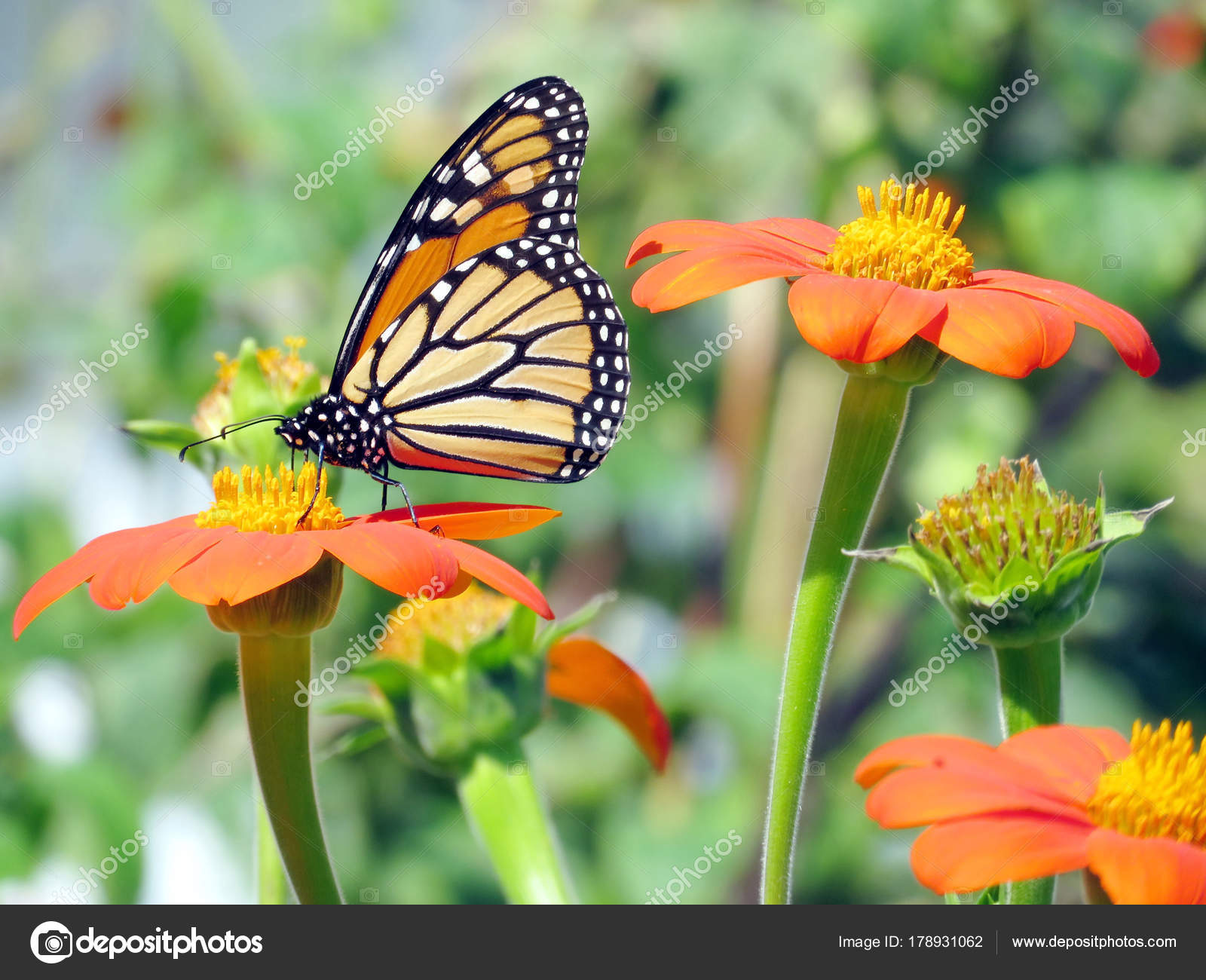 Toronto See Der Monarchfalter Auf Den Mexikanischen Sonnenblumen 201 Stockfoto C Emkaplin 178931062