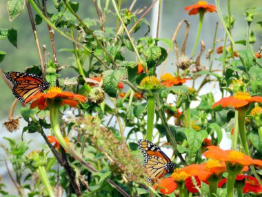 Toronto Lake Monarch Butterflies and Mexican Sunflowers 2016  clipart