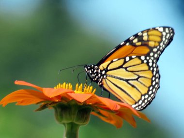 Toronto yüksek Park Monarch Meksikalı bir ayçiçeği 2016 üzerinde