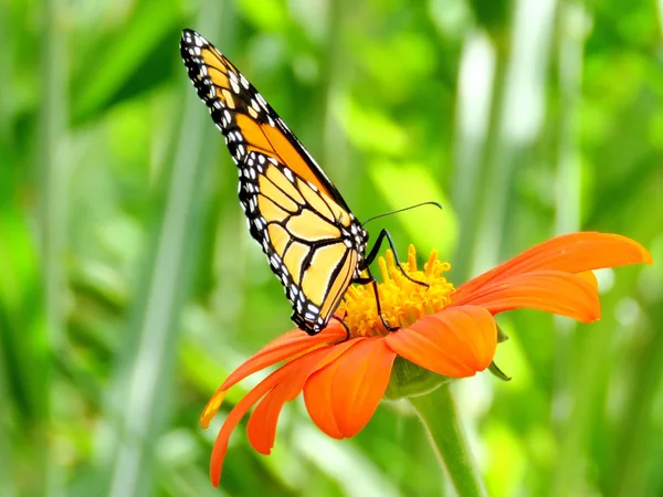 Papillon monarque du lac Toronto sur le tournesol mexicain 2016 — Photo