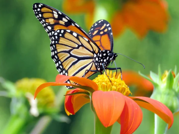 Toronto Lake Monarch Butterfly and Mexican Sunflower 2016 — Stock Photo, Image