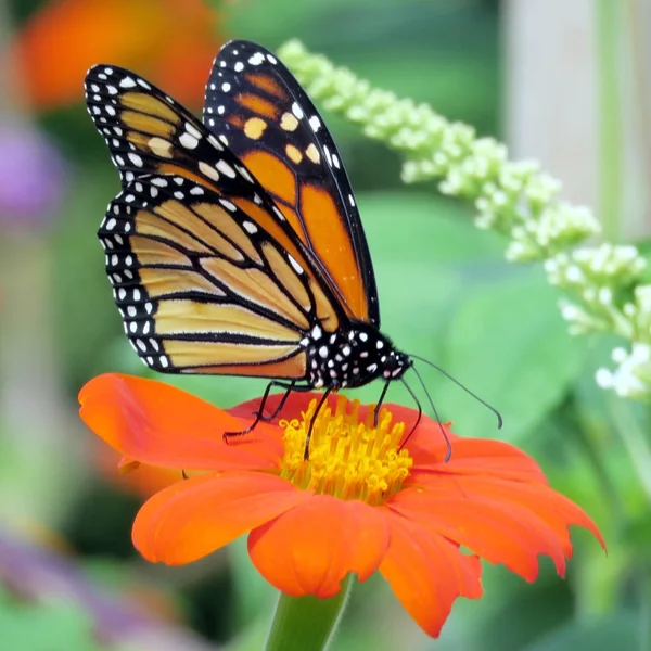 Toronto Lake Monarch Schmetterling auf einer mexikanischen Sonnenblume 2016 — Stockfoto