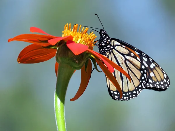 Toronto Lake Monarch sur tournesol mexicain 2016 — Photo