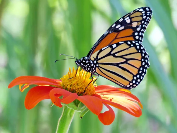 Toronto Lake Monarch on the Mexican Sunflower 2016 — Stock Photo, Image