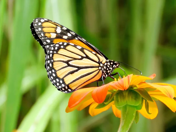 Toronto Lake the Monarch Butterfly su un girasole messicano 2016 — Foto Stock