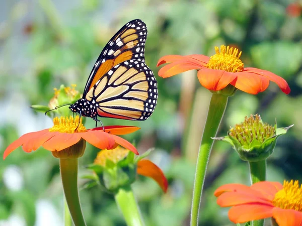 Toronto Lake the Monarch Butterfly sobre os girassóis mexicanos 201 — Fotografia de Stock