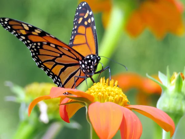 Toronto Lake the Monarch Butterfly sur le tournesol mexicain 2016 — Photo