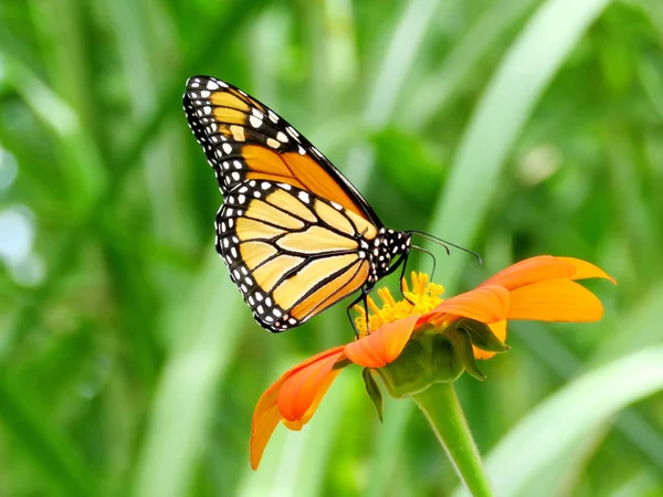 Toronto-tó a Monarch Butterfly on mexikói napraforgó-2016 — Stock Fotó