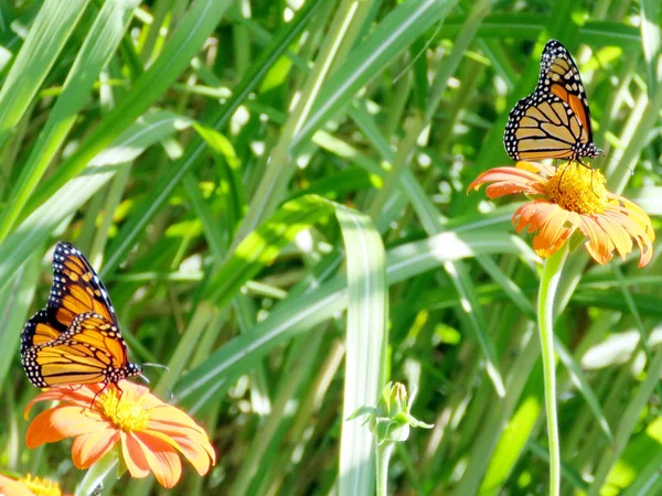 Papillons monarques du lac Toronto sur les tournesols mexicains 2016 — Photo
