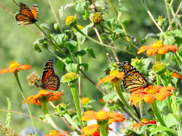 Papillons monarques du lac Toronto parmi les tournesols mexicains 2016 — Photo