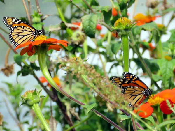 Toronto Lake Las mariposas monarca entre girasoles mexicanos 20 —  Fotos de Stock