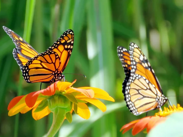 Toronto Lake Las mariposas monarca en girasoles mexicanos 2016 —  Fotos de Stock