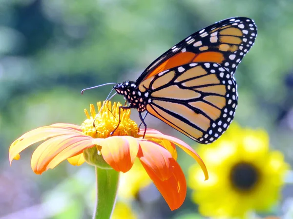 Toronto High Park the Monarch on the Mexican Sunflower 2016 — Stock Photo, Image